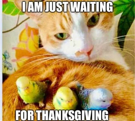 51 Funniest Happy Thanksgiving Day Memes 2023