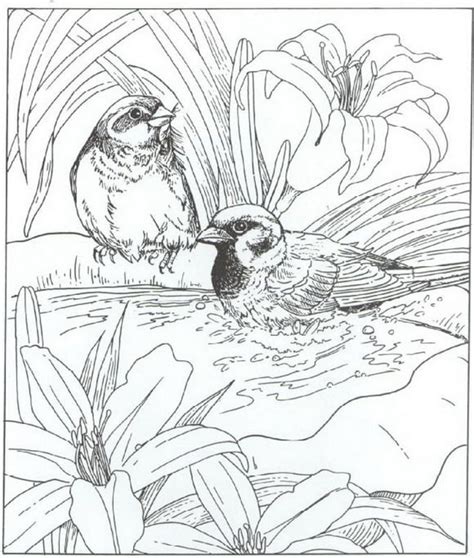 Welcome to animals adult coloring pages. coloring page Nature around the house - Nature around the ...
