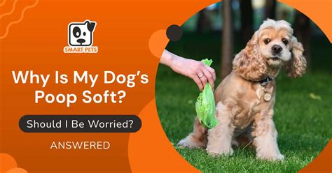 Why Is My Dogs Poop Soft Should I Be Worried Answered