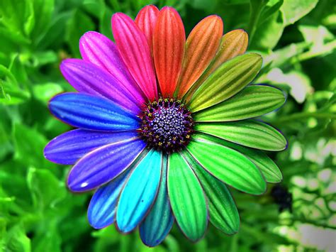 Colorful Flower Hdr Creme