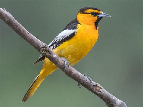 Bullocks Oriole West Celebrate Urban Birds