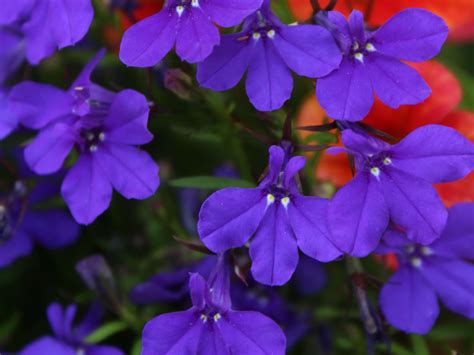 What flowers bloom in winter in florida. Blooming Winter Color for Central Florida - UF/IFAS ...