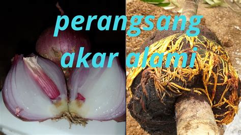 Video pemaparan tentang cara mudah buat obat perangsang wanita #caramudahbuatobatperangsangwanita. Obat Perangsang Akar Bonsai Serut | Cahunit.com