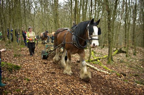 Working Shire Horse Flickr Photo Sharing