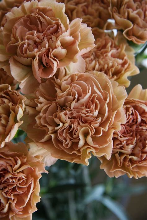 1000 Images About Why Yes They Are Carnations And Mums On Pinterest
