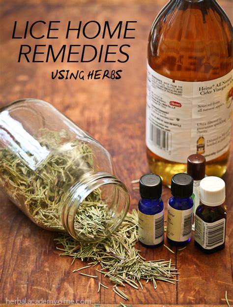 Lice Home Remedies Using Herbs Herbal Academy