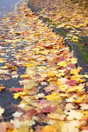 Wet Autumn Leaves By The Kerb Stock Photo Download Image Now Autumn