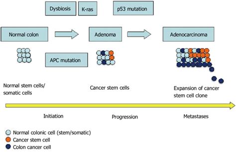 Cancer Stem Cells During Development And Progression Of Colorectal