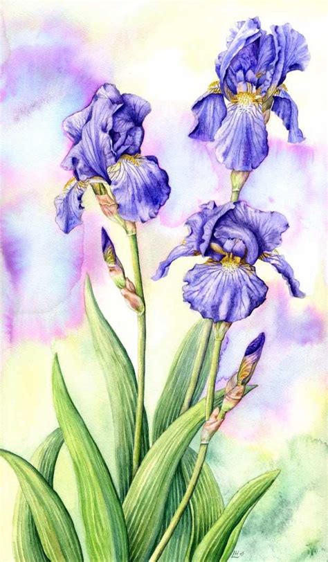 Pin By Terri Dawson On How To Draw Flowers Iris Art Iris Watercolor