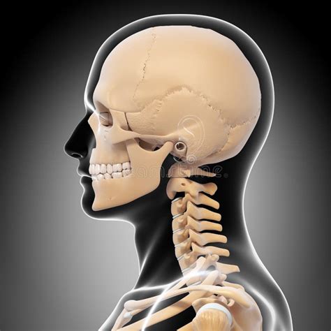 Side View Of Human Head Skeleton Royalty Free Stock Photos Image