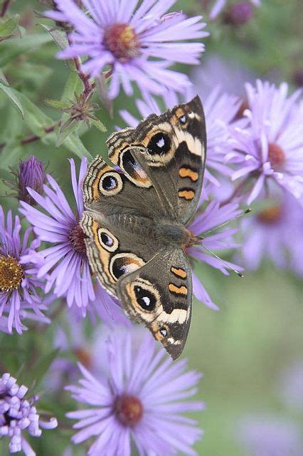 With Images Buckeye Butterfly