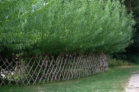 Cheap Fast Growing Privacy Trees Naturallist