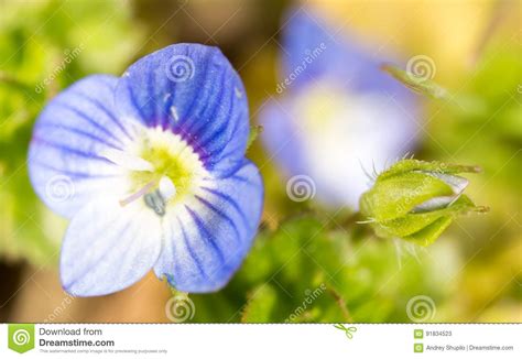 Beautiful Little Blue Flower On Nature Stock Image Image Of White