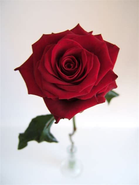 My Beautiful Picutre Album Center Of Single Red Rose With Stem
