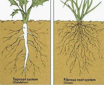 Akar tunggang adalah salah satu dari organ tumbuhan yang biasanya berkembang di bawah permukaan tanah dan merupakan fondasi utama tumbuhan yang berasal dari biji. Pendidikan Biologi: Pengantar Morfologi Tumbuhan