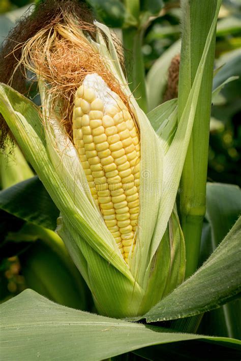 Corn Stalk Isolated Corn On White Background Stock Vector