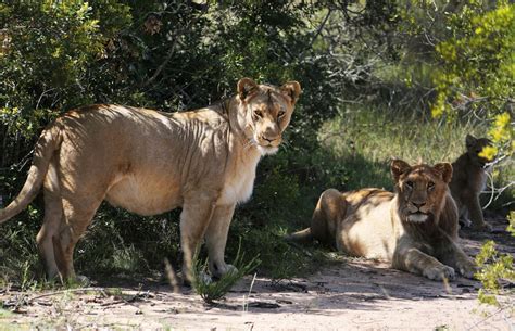 Lion group, bhopal, madhya pradesh. Amazing Physical and Behavioral Adaptations of African Lions - Animal Sake