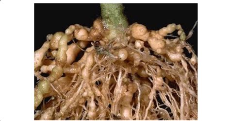 Close Up View Of Root Knot Nematode Meloidogyne Spp Inducing
