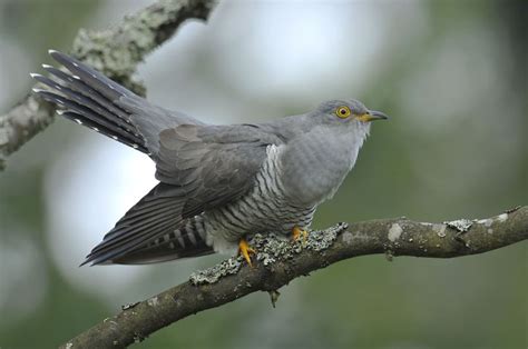 Der kuckuck (cuculus canorus) gehört zur ordnung der kuckucksvögel (cuculiformes) und zur familie der kuckucke (cuculidae). Der Kuckuck - Eier in fremden Nestern - WAS IST WAS
