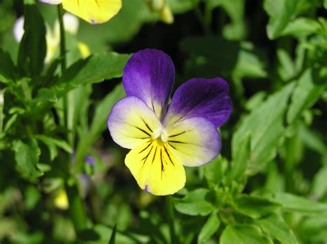 Fichierviola Tricolor — Wikipédia