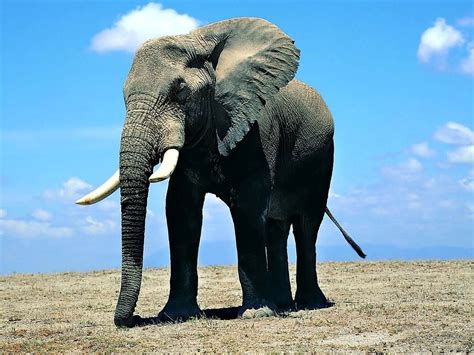 Aftican Big Elephant Image Hd Wallpapers