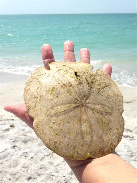 15 Amazing Seashell Facts Everyone Should Know Sand Dollar Shelling