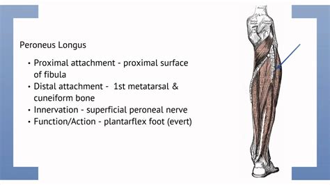 Part 4 lower body anatomy. Anatomy of the Lower Limb - Part 2 - YouTube