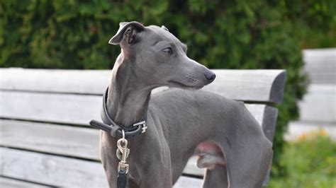 Italian Greyhound Colors An Overview With The Cutest Photos