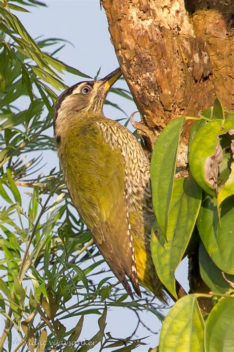 Streak Throated Woodpecker Picus Xanthopygaeus Chreambad Flickr