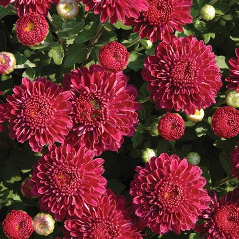 The flowering time of most mum plants starts in september. Cool Igloo Perennial Mum Plants for Sale | Free Shipping