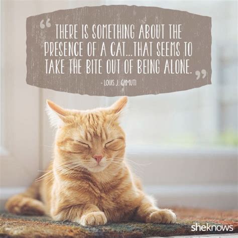 50 Cute Quotes About Cats For Your Instagram Captions