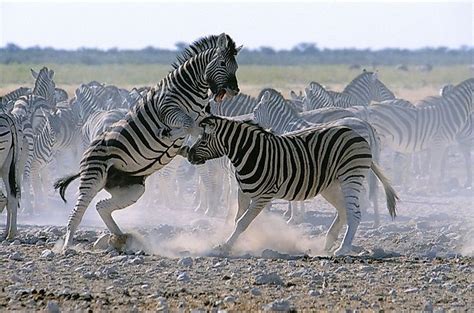 Zebras live in eastern and southern africa. What Animals Live In Africa? - WorldAtlas.com