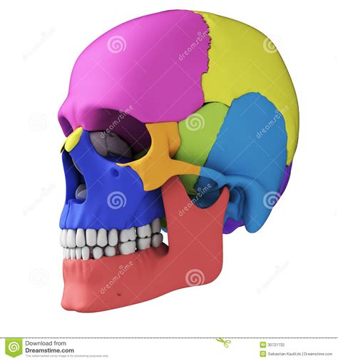 Human Skull Anatomy Stock Illustration Illustration Of