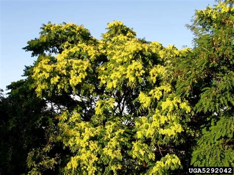 Tree Of Heaven Ailanthus Altissima Sapindales Simaroubaceae 5292042