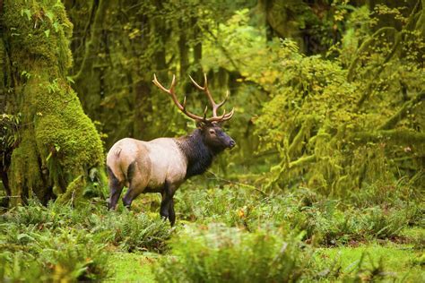 Mature Bull Roosevelt Elk Standing In Meadow Hoh Rainforestolympic