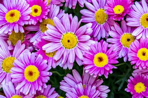 Marguerite Daisy Flowers In Nature Stock Photo Image Of Bloom