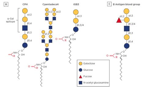 Oligosaccharide Galactose α 13 Galactose And α Gal Syndrome Emj