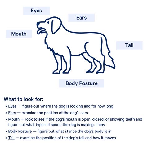 Body Language Of Dogs The Animal Medical Center