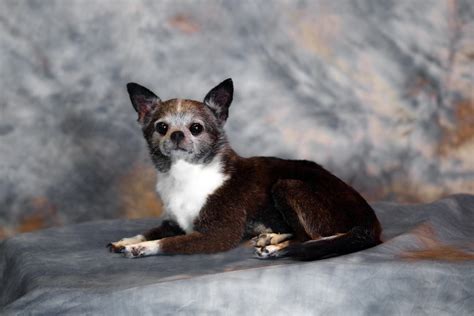 6613 alemendra, fort pierce, fl 34951. Dog Taxidermy Services | Freeze Dried Dogs