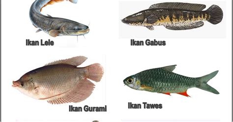 Harga ikan gurame cenderung lebih mahal dan ikan air tawar jenis ini biasanya banyak. Short Rods: Jenis - jenis ikan / the type of fish