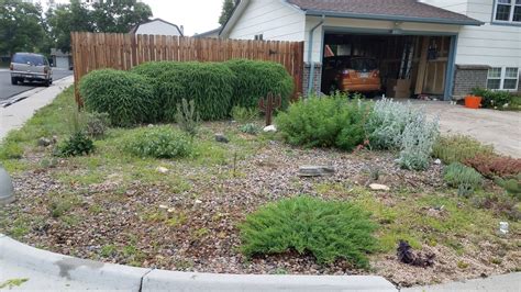 Lawn To Xeriscape Conversion Waterwise Yards