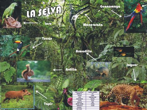 Ecologia 416 Info Selva