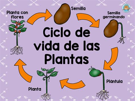 Ciclo Vida De Las Plantas 2 Imagenes Educativas