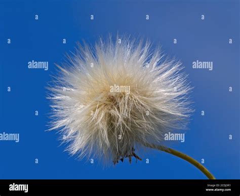 Fluffy Sphere Sow Thistle Seeds Stock Photo Alamy