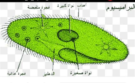 معلومات عن البراميسيوم