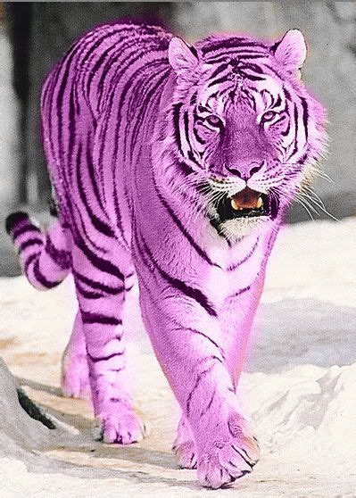 Purple Tiger Oh That Would Be Cool Tiger Images Tiger Pictures