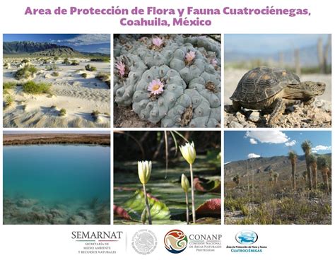 Hoy Celebramos El 22 Aniversario Del Área De Protección De Flora Y Fauna Cuatrociénegas En