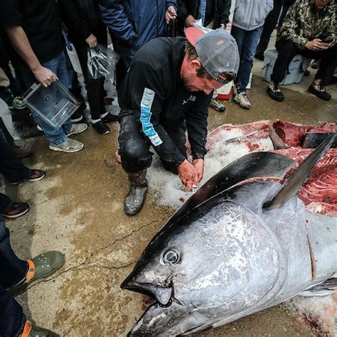 The Story Behind The New Record Bluefin Tuna