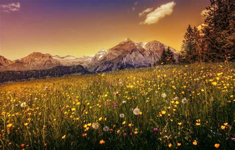 Switzerland Flower Wallpapers Top Free Switzerland Flower Backgrounds