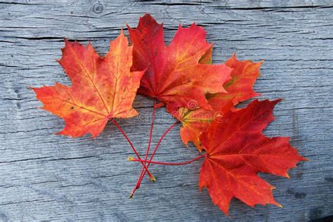 Red Maple Leaf Stock Image Image Of Brush Green Environment 45210717